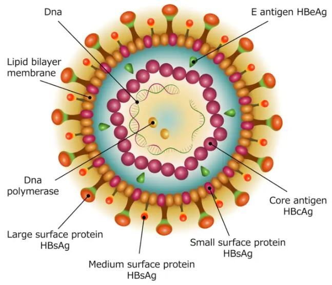 Infezioni sessualmente trasmissibili