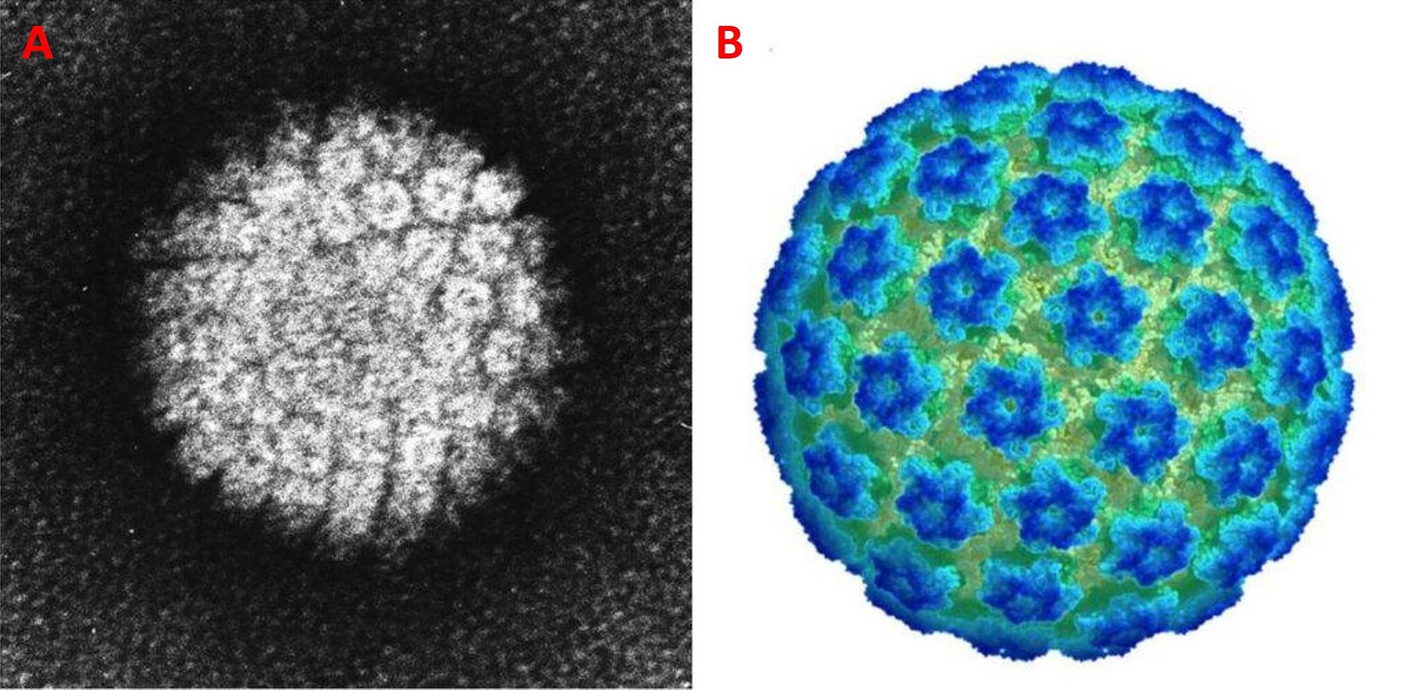 Infezioni sessualmente trasmissibili