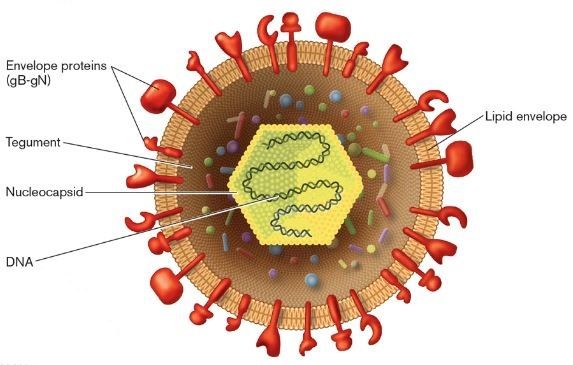 Infezioni sessualmente trasmissibili