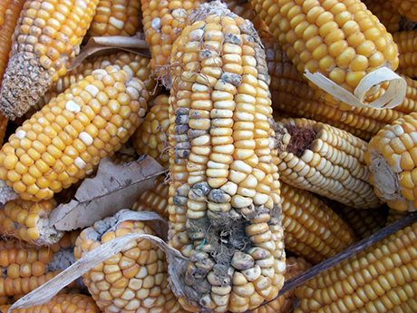 Micotossine negli alimenti