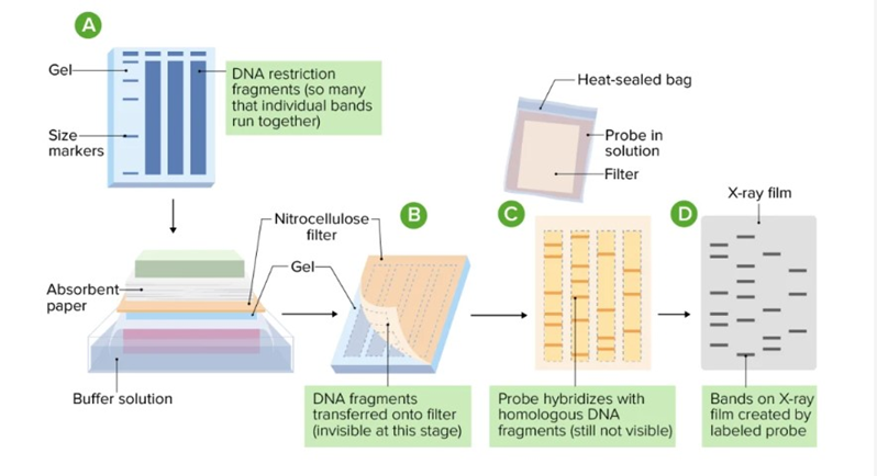 Biologia forense pt. 3: DNA fingerprinting