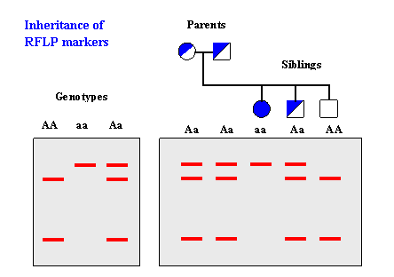 Biologia forense pt. 3: DNA fingerprinting