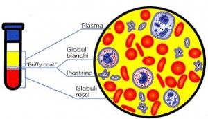 Sangue: il tessuto della vita