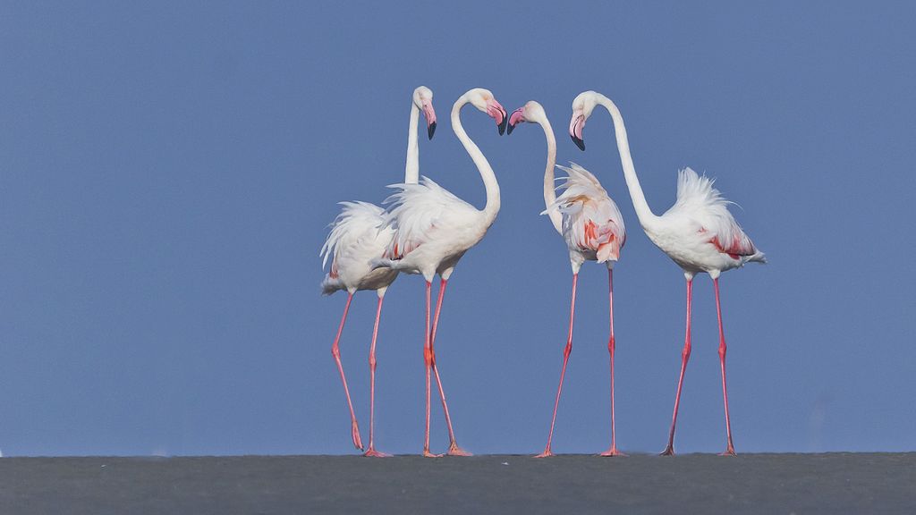 Perché i fenicotteri sono rosa?
