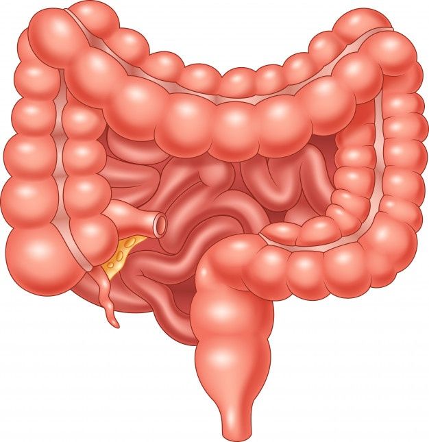 Microbi intestinali e decadimento cognitivo