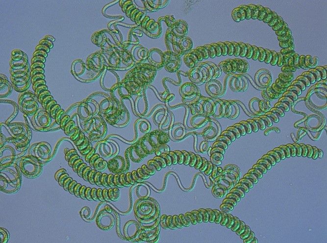 Spirulina: proprietà e utilizzi
