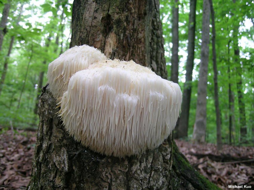 Funghi commestibili, chi l'ha detto che esistono solo gli Champignon?