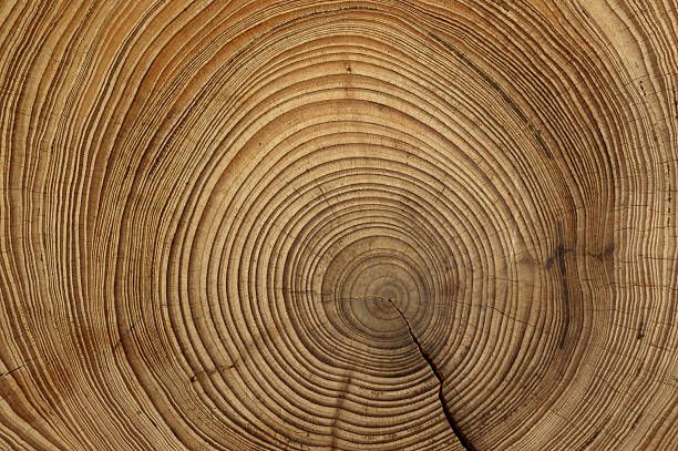 Dendrocronologia: come il legno racconta la storia passata e futura