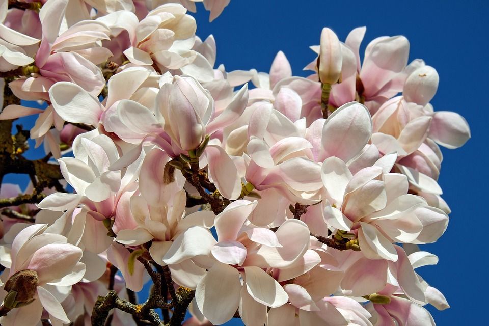 La Magnolia della buonanotte