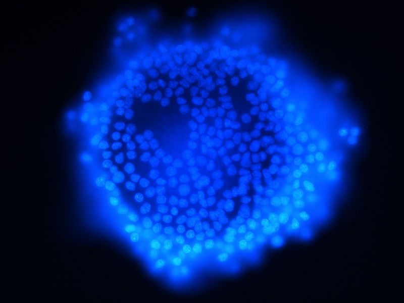 Colorazione istologica con Dapi: caratteristiche e procedimento