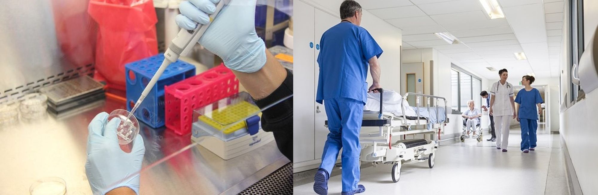 Candida auris - Il fungo killer incubo di medici e pazienti