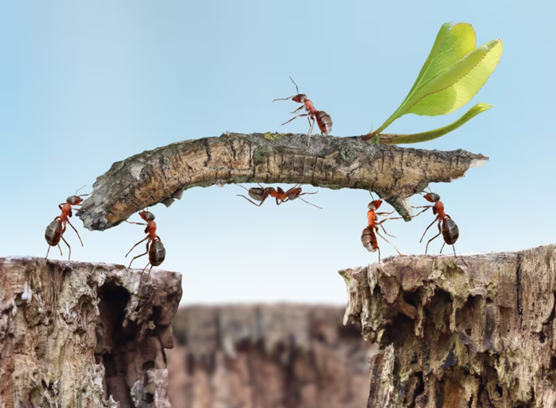 Quanta forza hanno davvero le formiche?