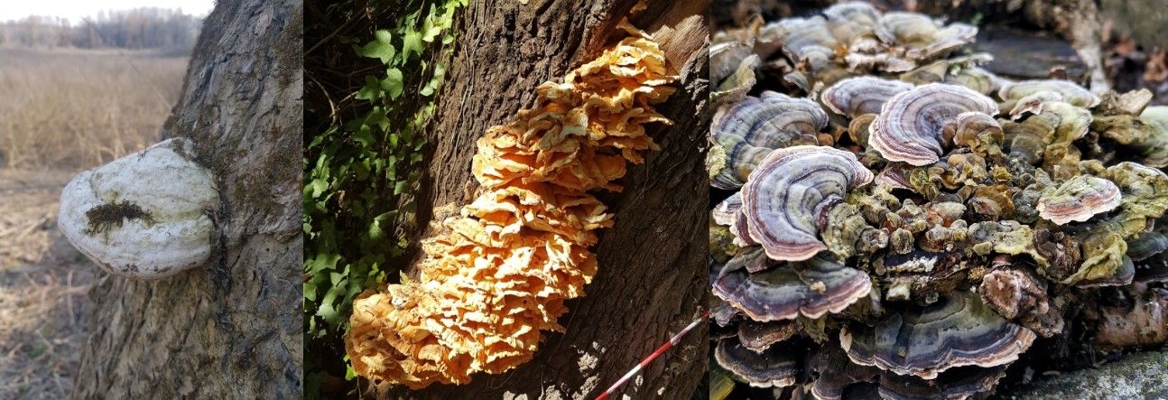 I funghi