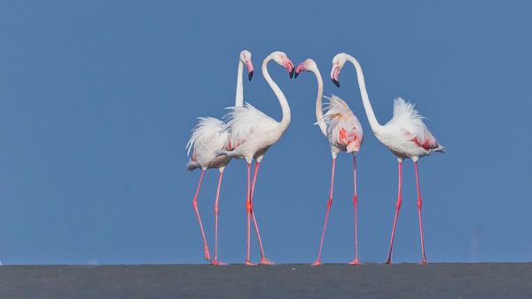 Perché i fenicotteri sono rosa?