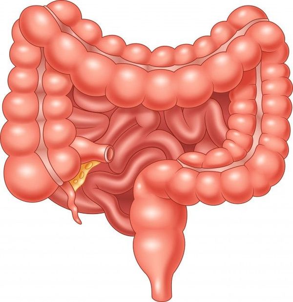 Microbi intestinali e decadimento cognitivo