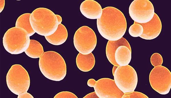 Saccharomyces cerevisiae: un microrganismo davvero speciale
