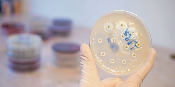 Antibiogramma: cos'è e a cosa serve