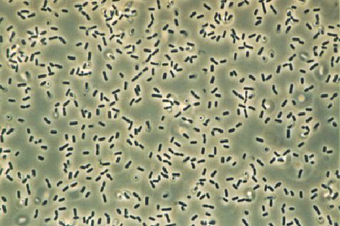 Bacillus subtilis: caratteristiche generali
