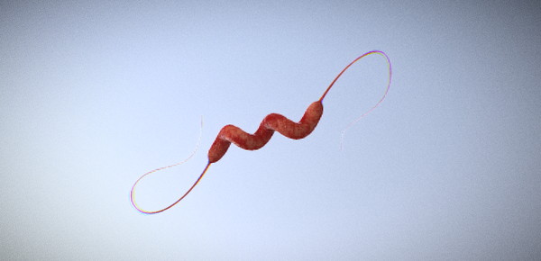 Campylobacter jejuni. L’ospite indesiderato di alcuni alimenti