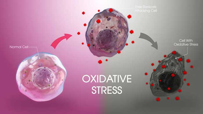 Cos'è lo stress ossidativo?