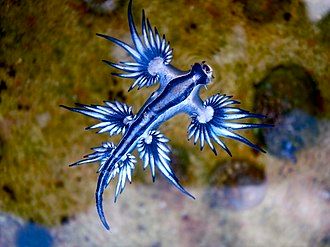 Glaucus atlanticus: piccolo drago dei mari
