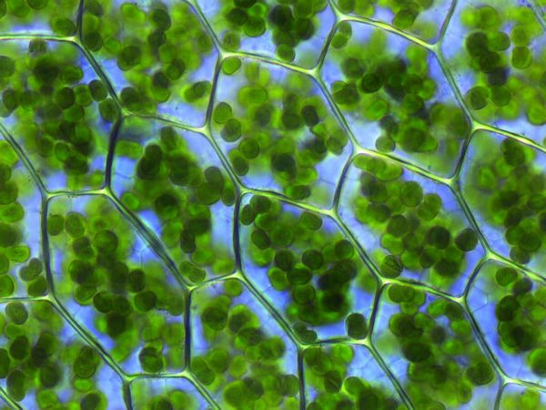 La cellula vegetale: analisi dei componenti cellulari