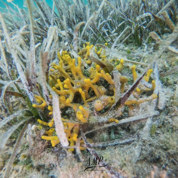 Antichi abitanti dei mari: i Poriferi