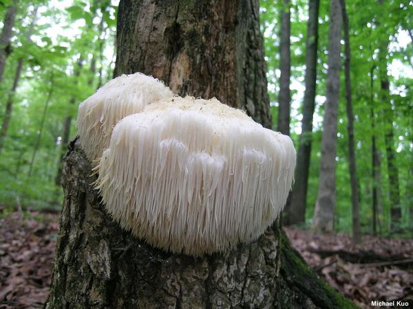 Funghi commestibili, chi l'ha detto che esistono solo gli Champignon?