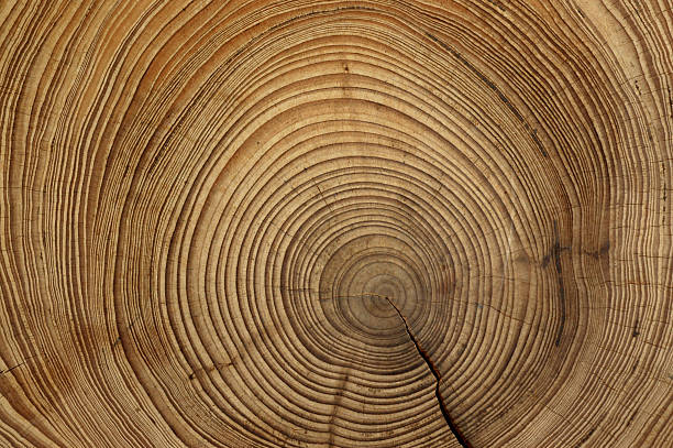 Dendrocronologia: come il legno racconta la storia passata e futura