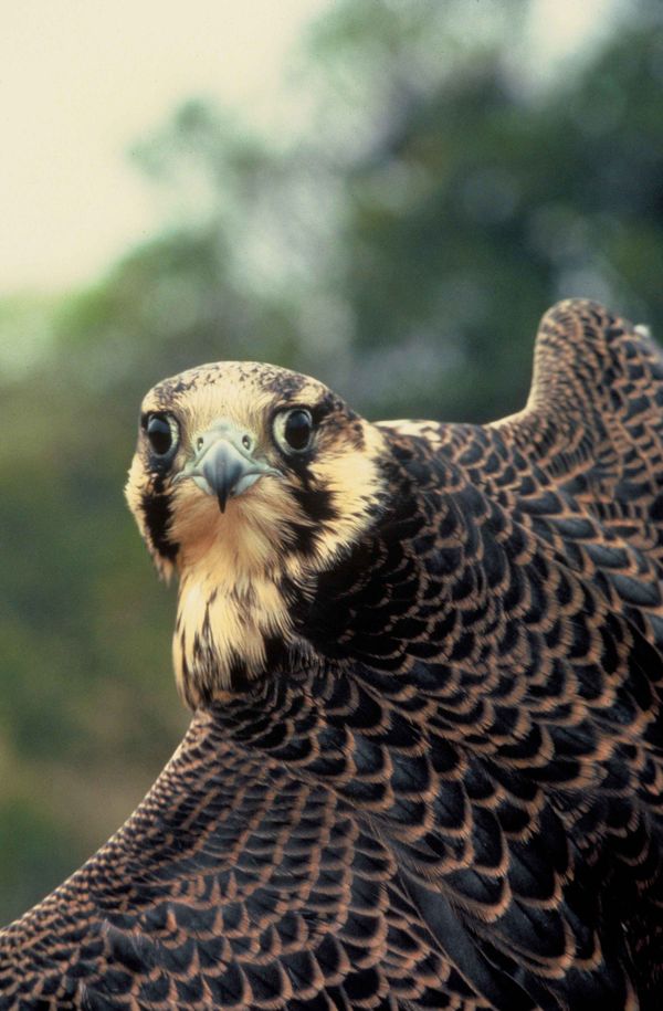 Il Falco pellegrino: l'animale più veloce del mondo