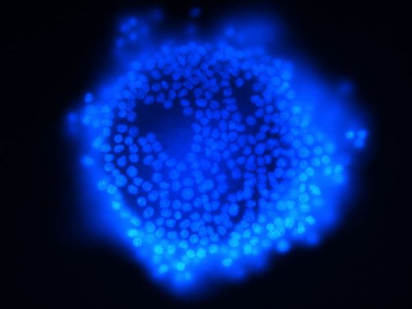 Colorazione istologica con Dapi: caratteristiche e procedimento
