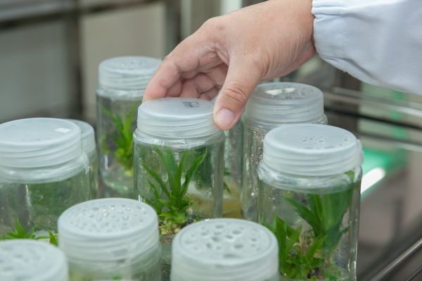 La nuova frontiera della produzione vegetale: le colture cellulari vegetali e la micropropagazione
