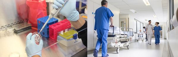 Candida auris - Il fungo killer incubo di medici e pazienti