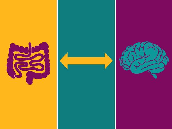 Il nostro secondo cervello