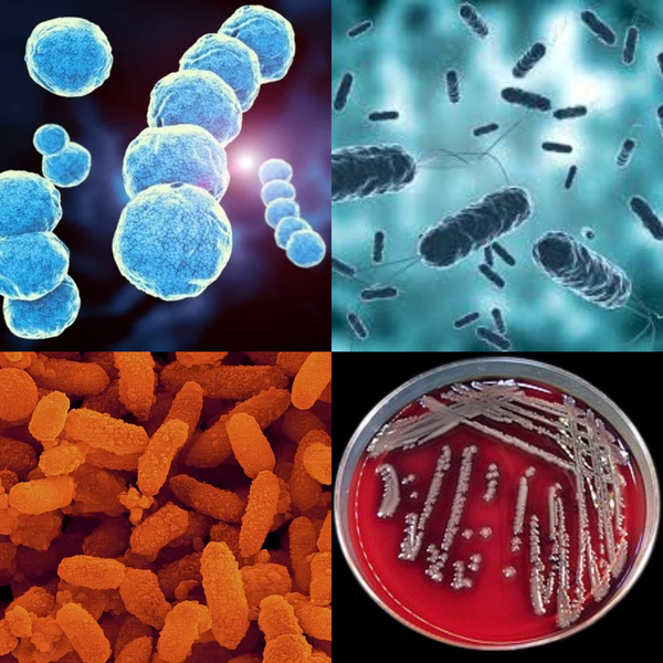 Batteri mangia-carne: facciamo luce sulla Fascite Necrotizzante