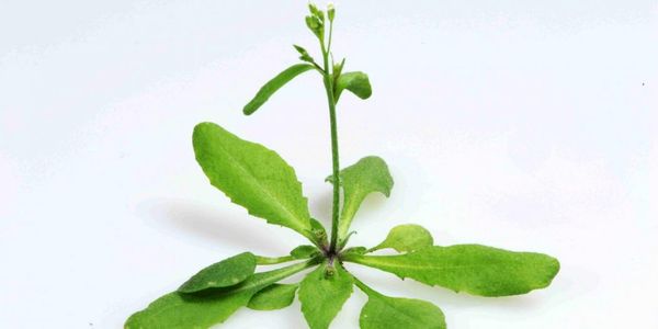 Arabidopsis thaliana: la pianta modello per eccellenza