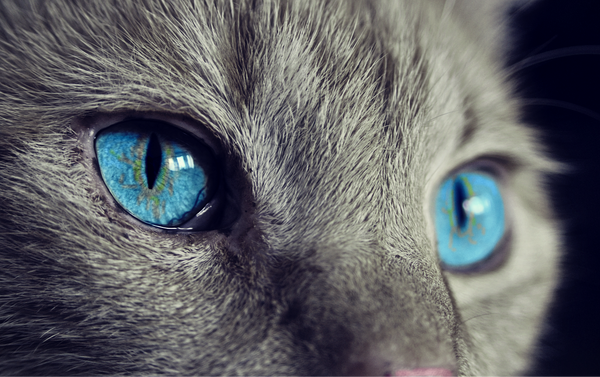 Sindrome dell'occhio di gatto