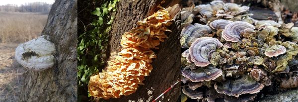 I funghi