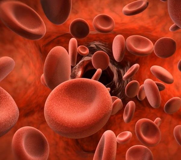 Sangue: alla scoperta degli elementi figurati