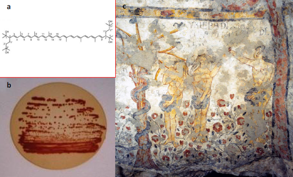 Biotutela dei beni culturali: la scienza che preserva il passato